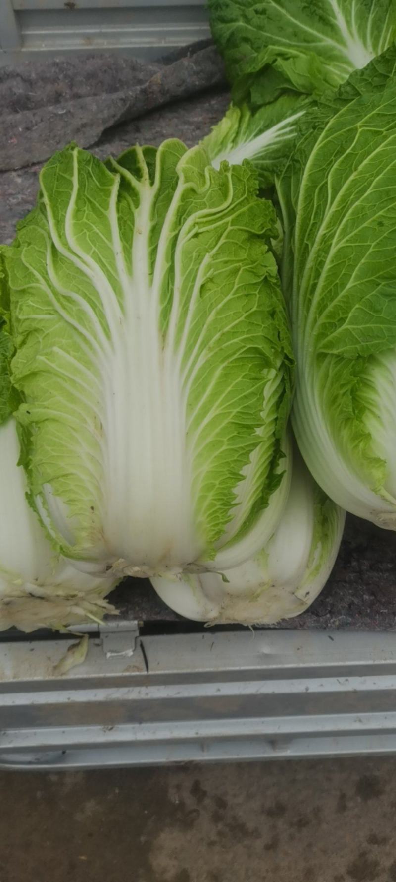 大白菜，0.5一斤整车走货