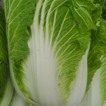 大白菜，0.5一斤整车走货