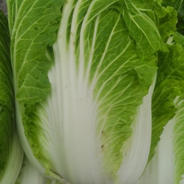 大白菜，0.5一斤整车走货