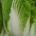 大白菜，0.5一斤整车走货