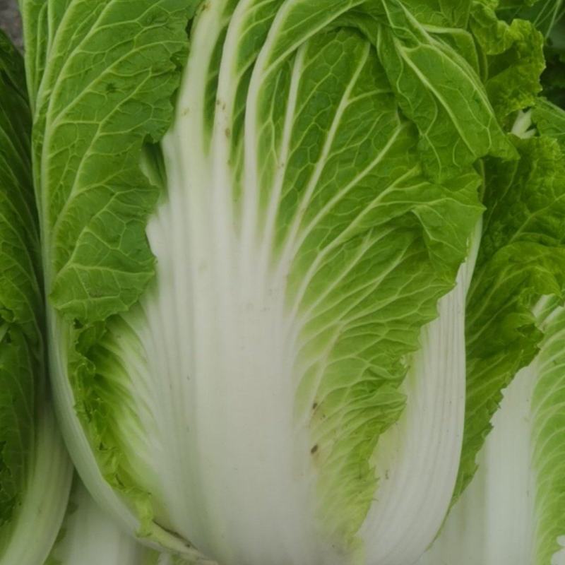 大白菜，0.5一斤整车走货