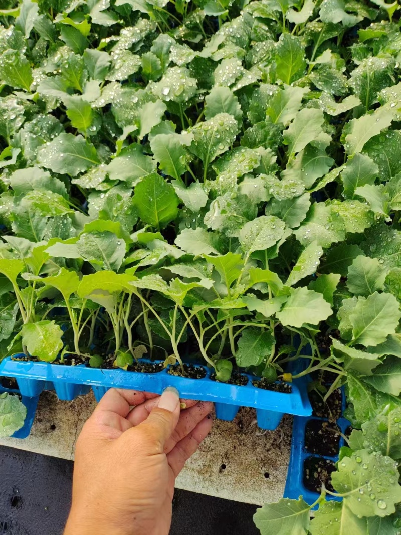 芥兰头苗质量保证支持全国各地发货