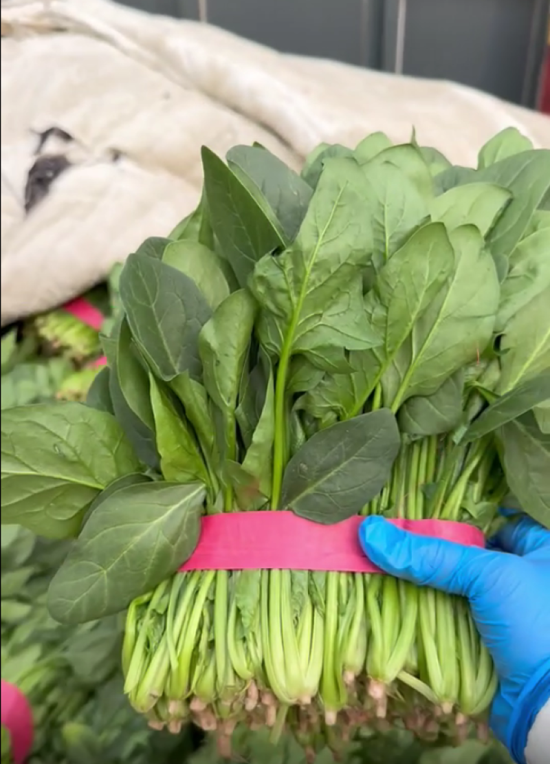 【精品】山东大叶菠菜货量充足对接各大电商平台市场
