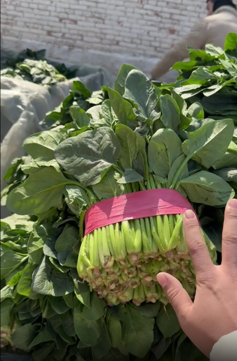 【精品】山东大叶菠菜货量充足对接各大电商平台市场