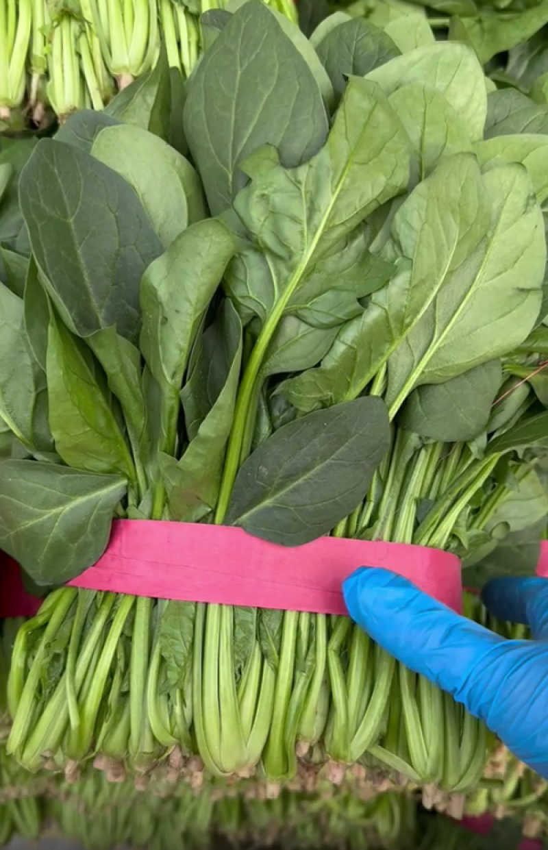 【精品】山东大叶菠菜货量充足对接各大电商平台市场