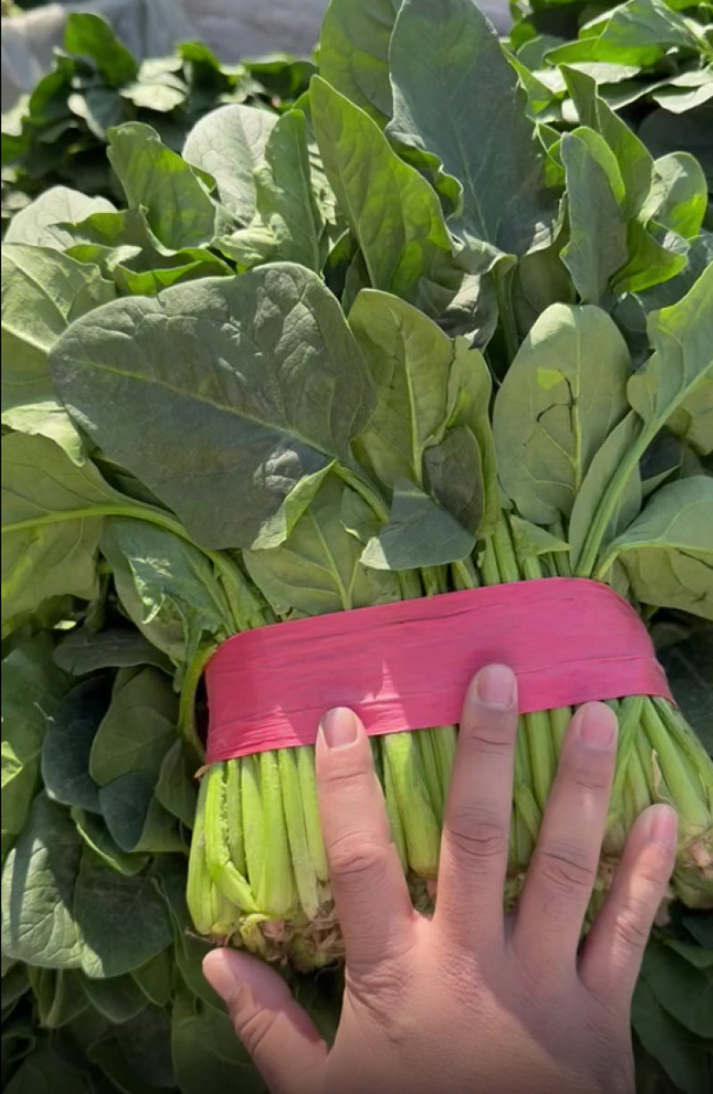 【精品】山东大叶菠菜货量充足对接各大电商平台市场