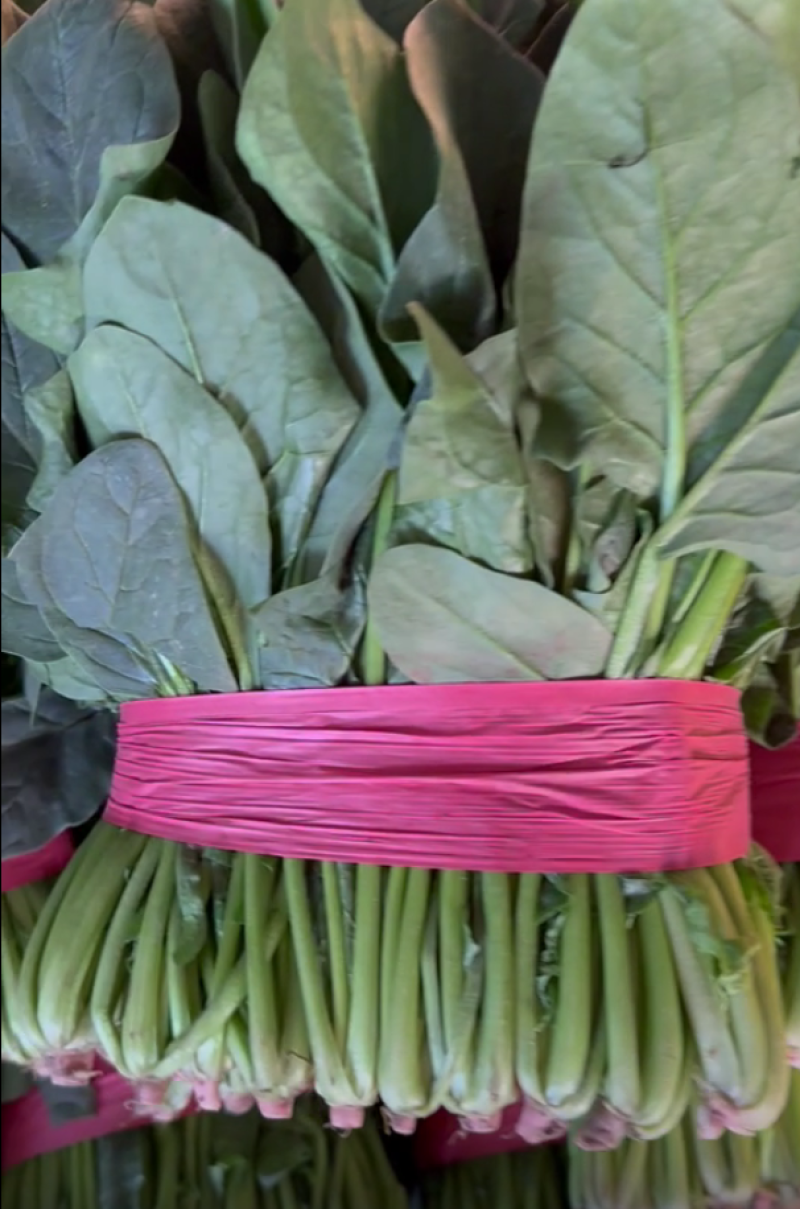 【精品】山东大叶菠菜货量充足对接各大电商平台市场