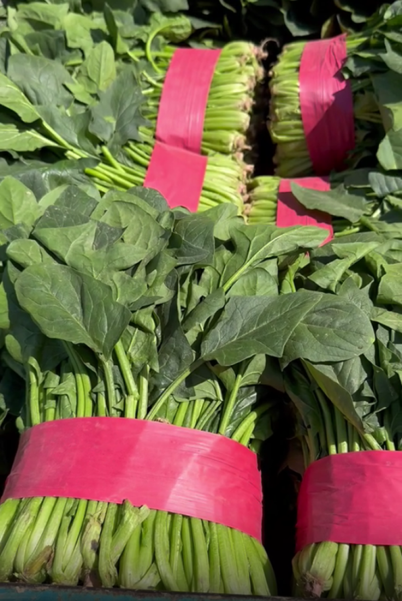 【精品】山东大叶菠菜货量充足对接各大电商平台市场