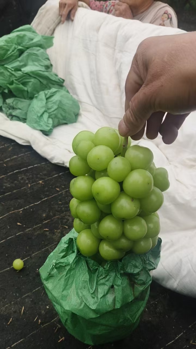 【推荐】河北阳光玫瑰产地直发一手货源品质保证量大优惠
