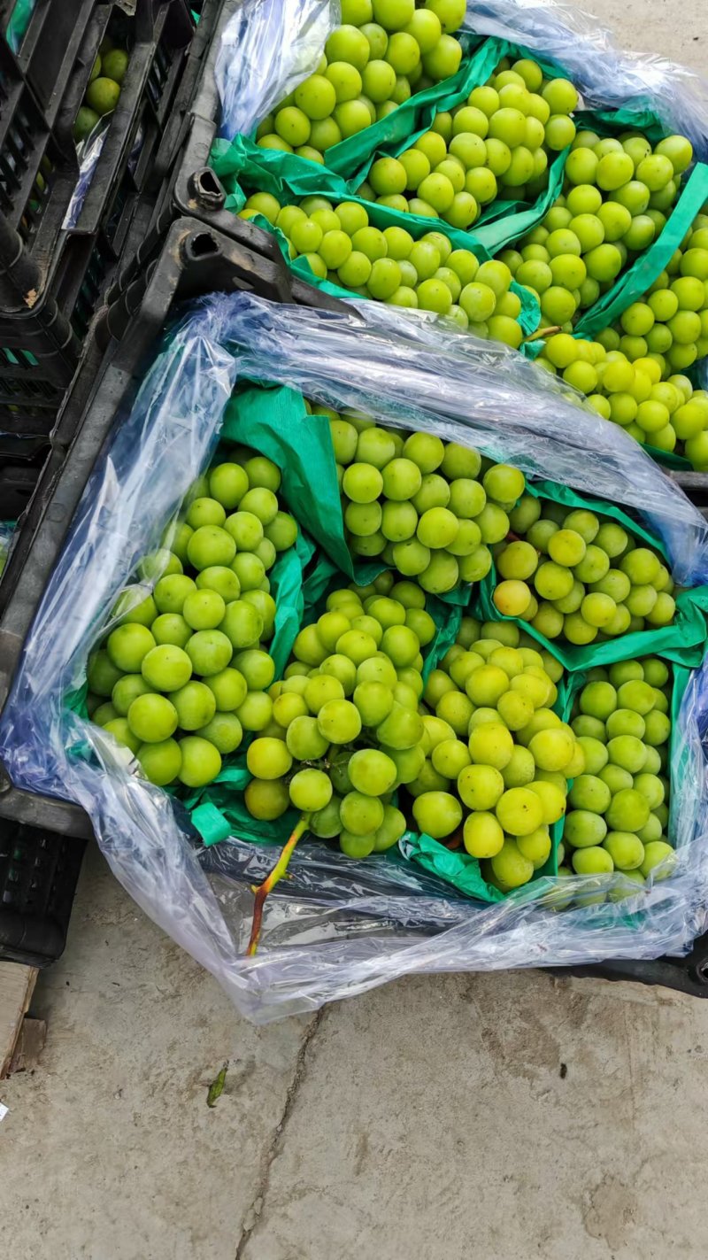 【推荐】河北阳光玫瑰产地直发一手货源品质保证量大优惠