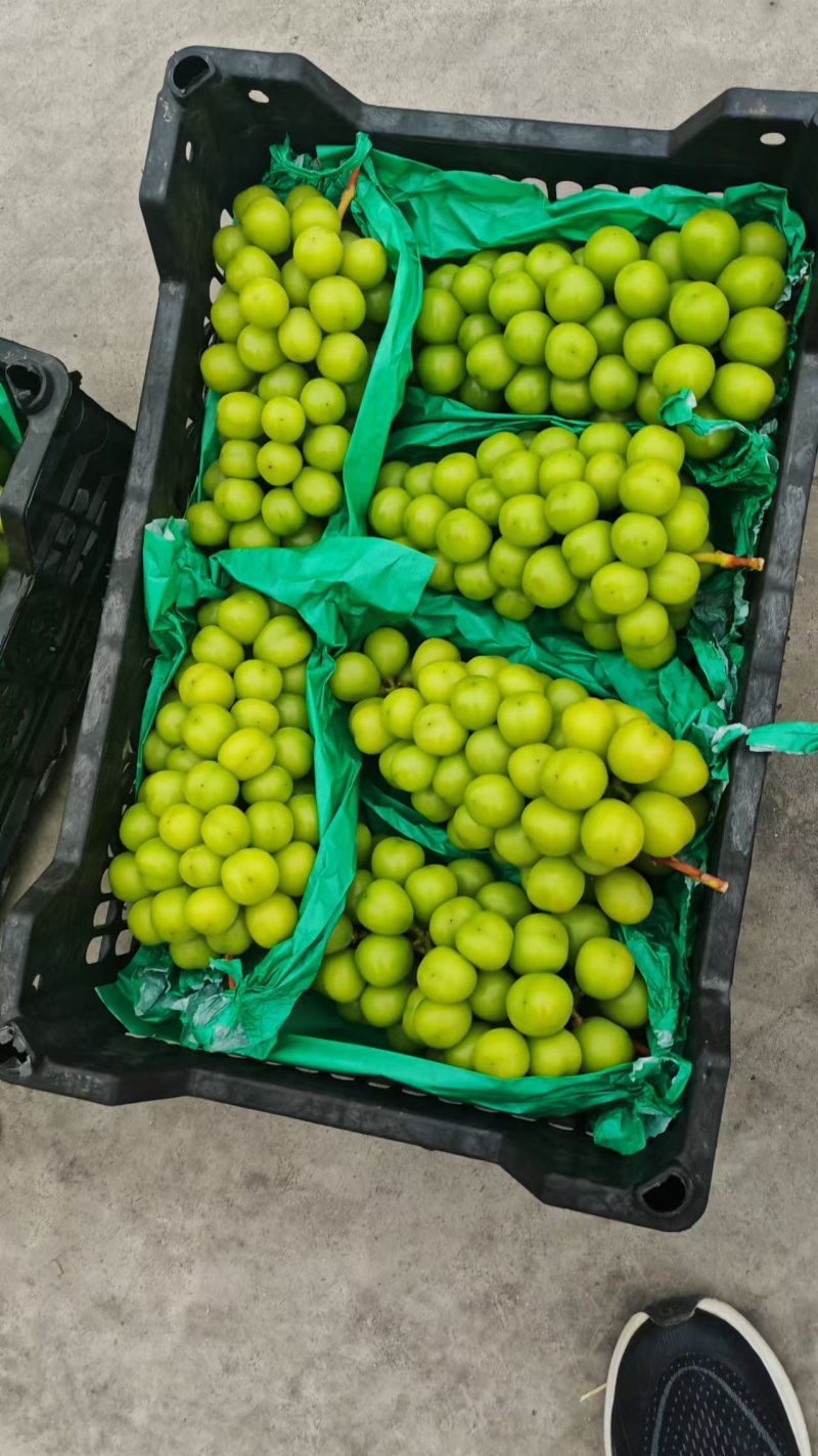 【推荐】河北阳光玫瑰产地直发一手货源品质保证量大优惠