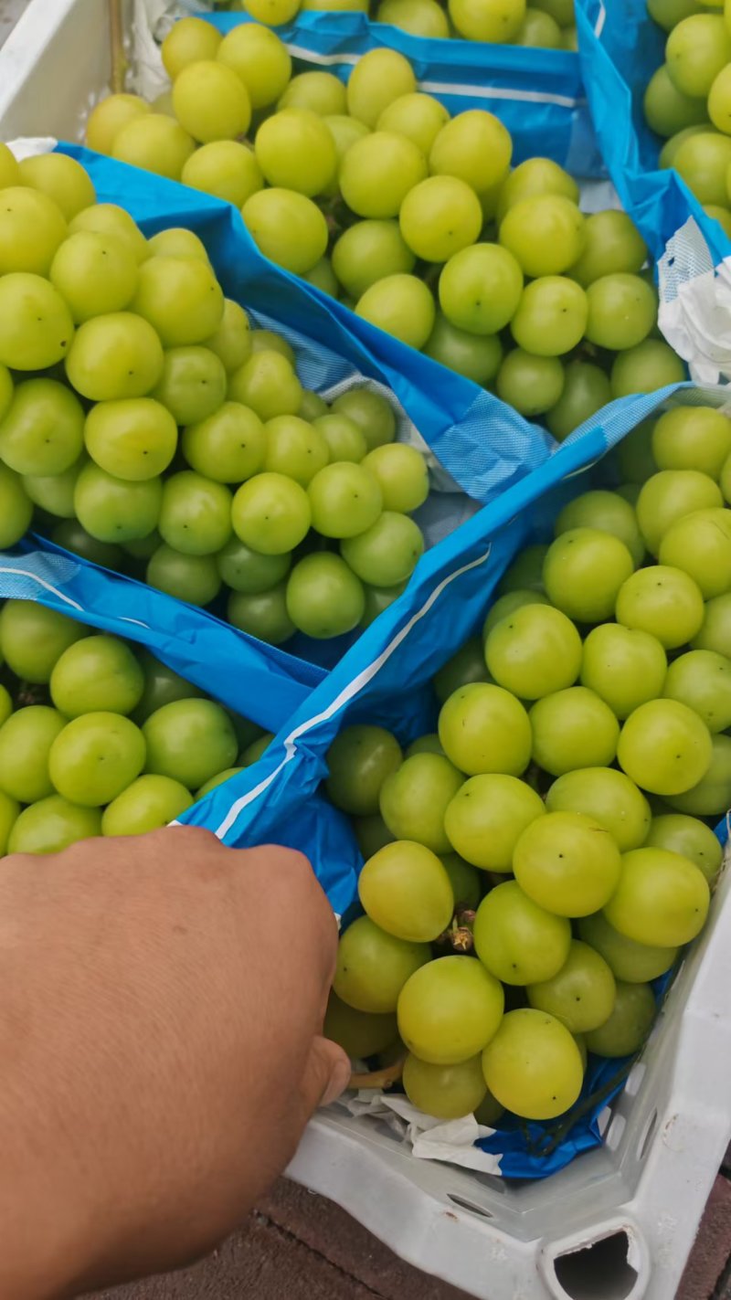 【推荐】河北阳光玫瑰产地直发一手货源品质保证量大优惠