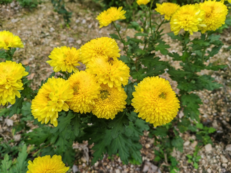 罐装精品贡菊花，皇菊花！（品质可靠，货真价实）
