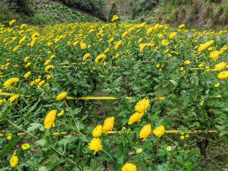 罐装精品贡菊花，皇菊花！（品质可靠，货真价实）