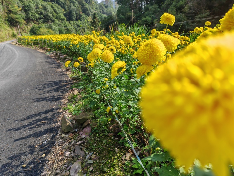 罐装精品贡菊花，皇菊花！（品质可靠，货真价实）