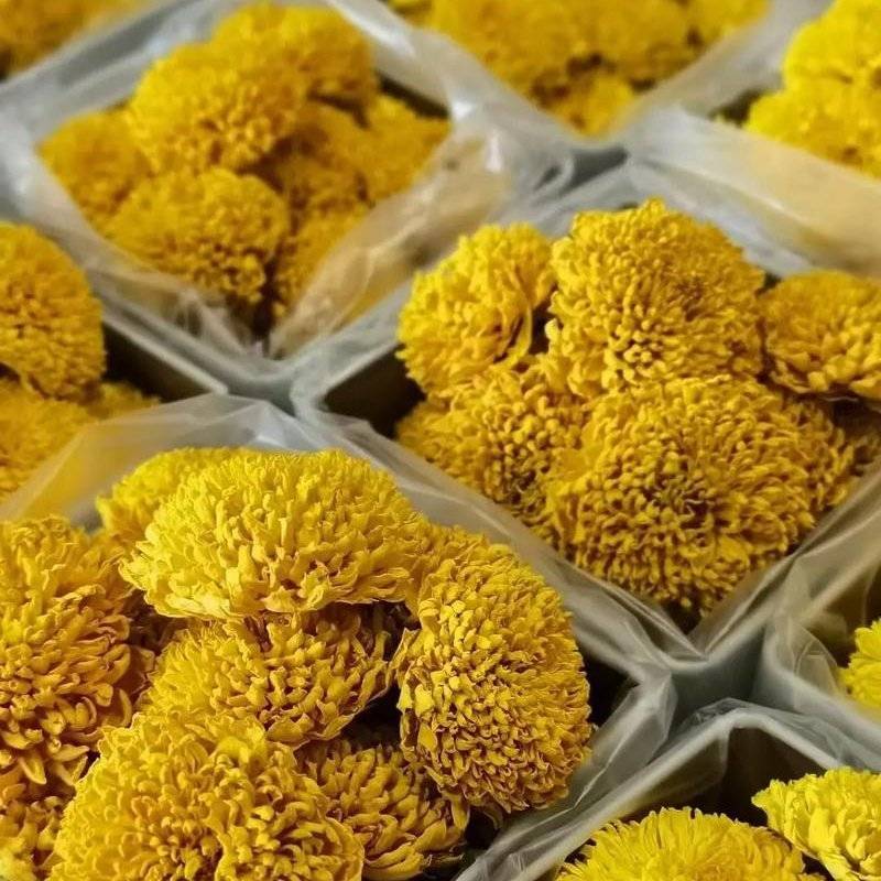 罐装精品贡菊花，皇菊花！（品质可靠，货真价实）