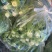 油麦菜