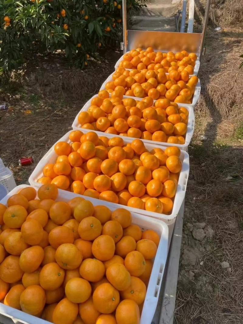 正宗临海涌泉蜜桔，吃橘带皮
