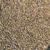 苦豆籽