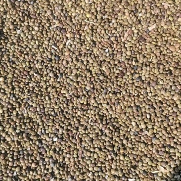 苦豆籽