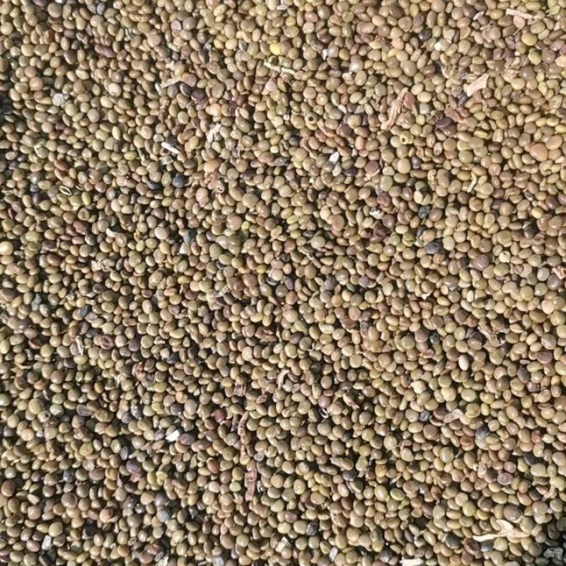 苦豆籽