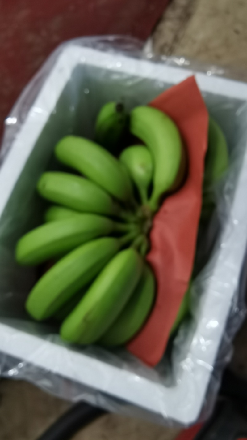 广西威廉斯香蕉