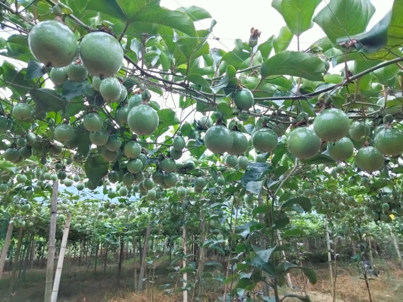 黄金百香果苗，高品质脱毒苗