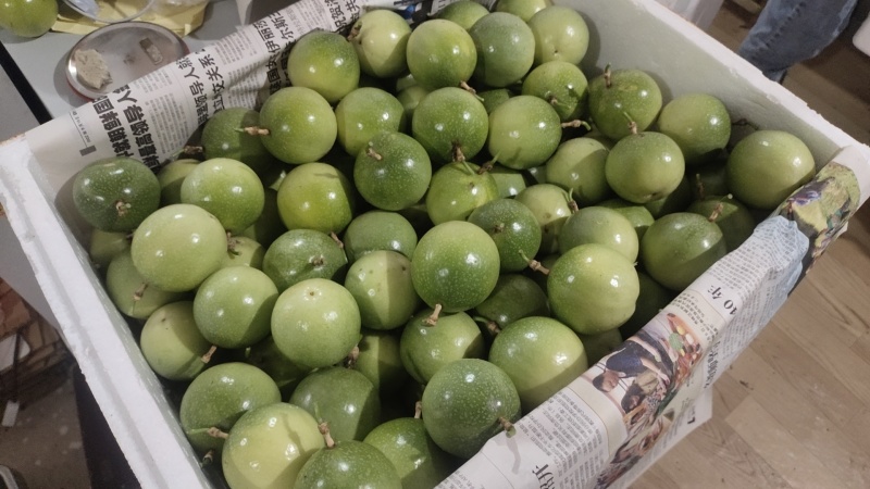 黄金百香果苗，高品质脱毒苗
