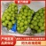 【实力推荐】河北阳光玫瑰一手货源对接全国可视频看货