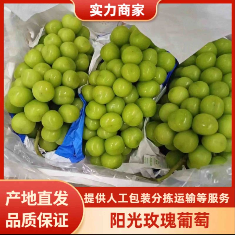 【实力推荐】河北阳光玫瑰一手货源对接全国可视频看货