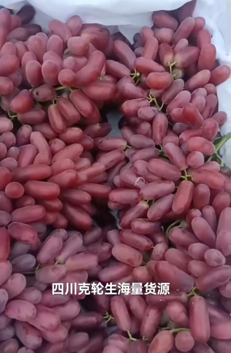 【今日推荐】河北克伦生葡萄品质保证可视频看货