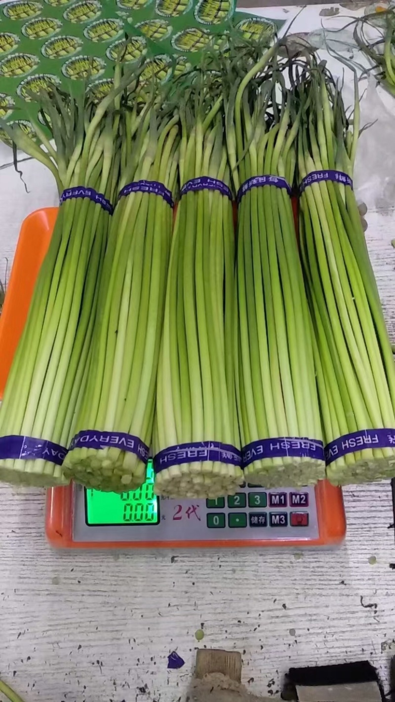 蒜薹开封蒜薹大量供应品质保证对接全国市场电商