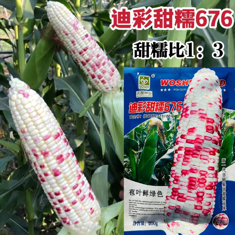 迪彩甜糯676玉米种子矮杆大棒甜糯玉米种子抗病强特好吃