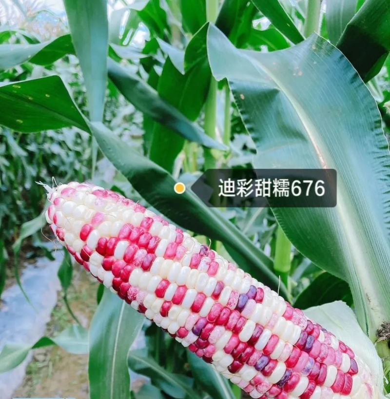 迪彩甜糯676玉米种子矮杆大棒甜糯玉米种子抗病强特好吃