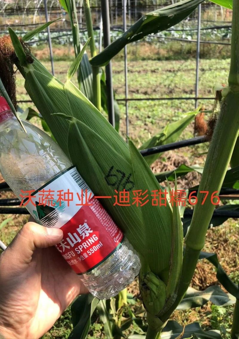 迪彩甜糯676玉米种子矮杆大棒甜糯玉米种子抗病强特好吃