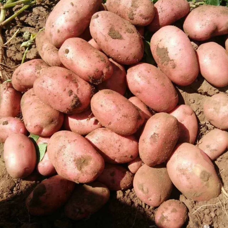 血川红土豆红皮土豆内蒙古土豆产地直发品质保障
