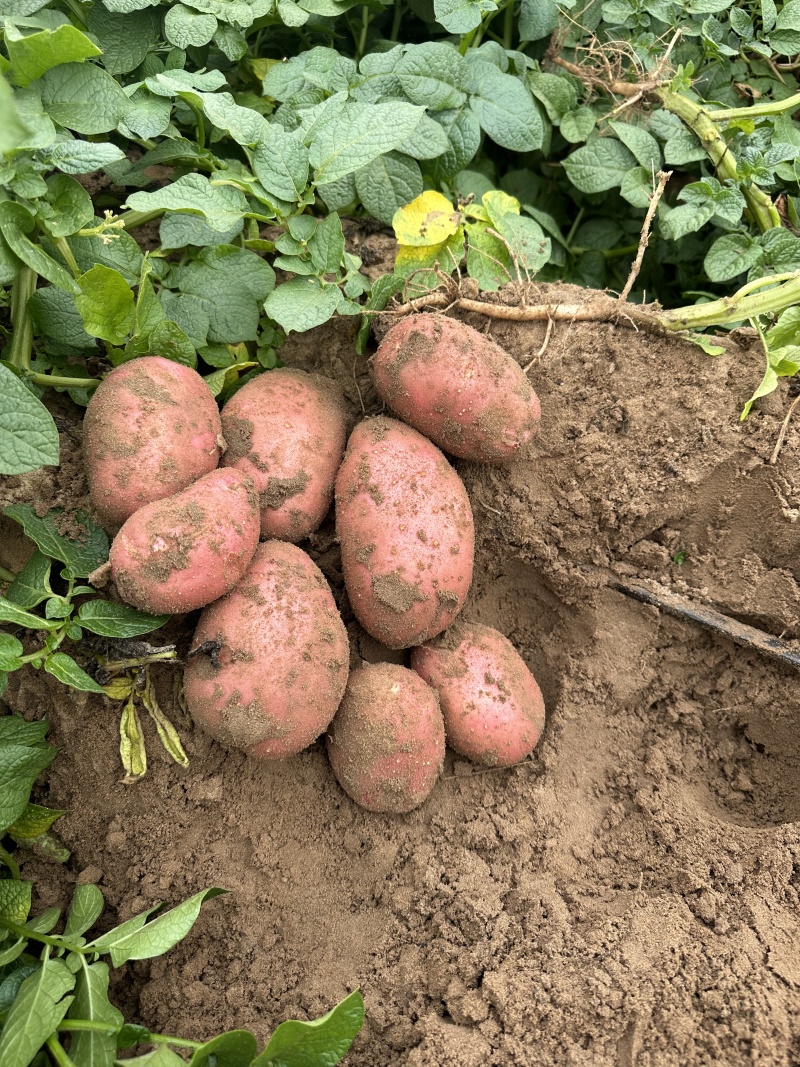 血川红土豆红皮土豆内蒙古土豆产地直发品质保障