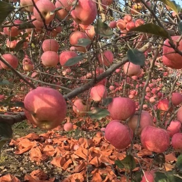 冰糖心红富士苹果大量上市了货源充足保质保量