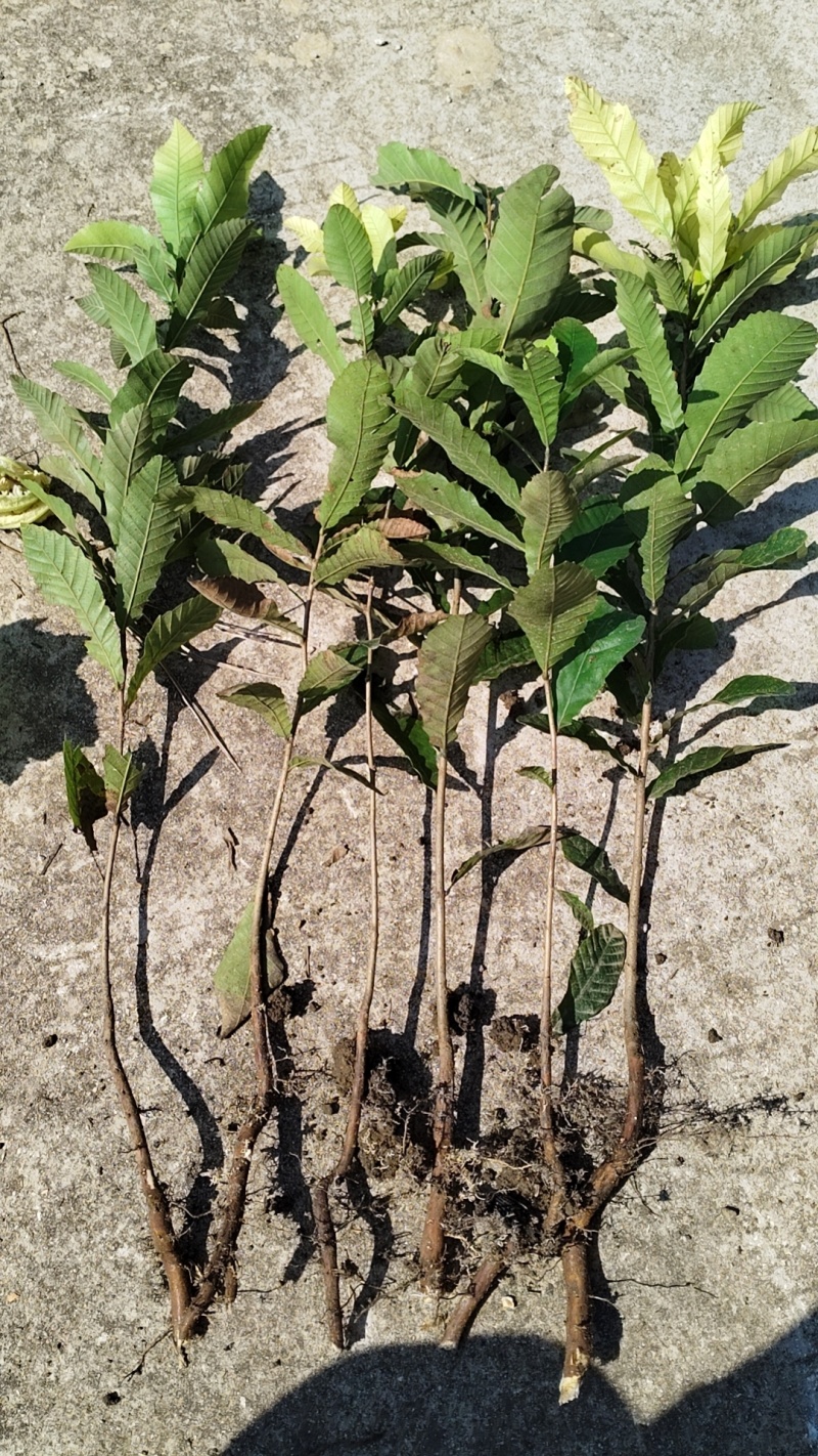 麻栎苗，供一年生麻栎裸根苗，杯苗，苗场直销，欢迎联系