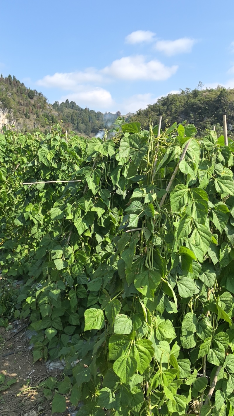 基地溥皮大青椒