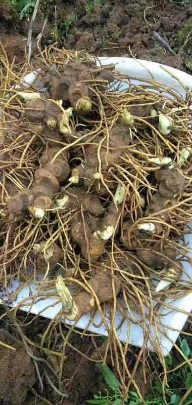 八角莲鲜货各种规格都有，客户可上门实地考察，提贡种植技术
