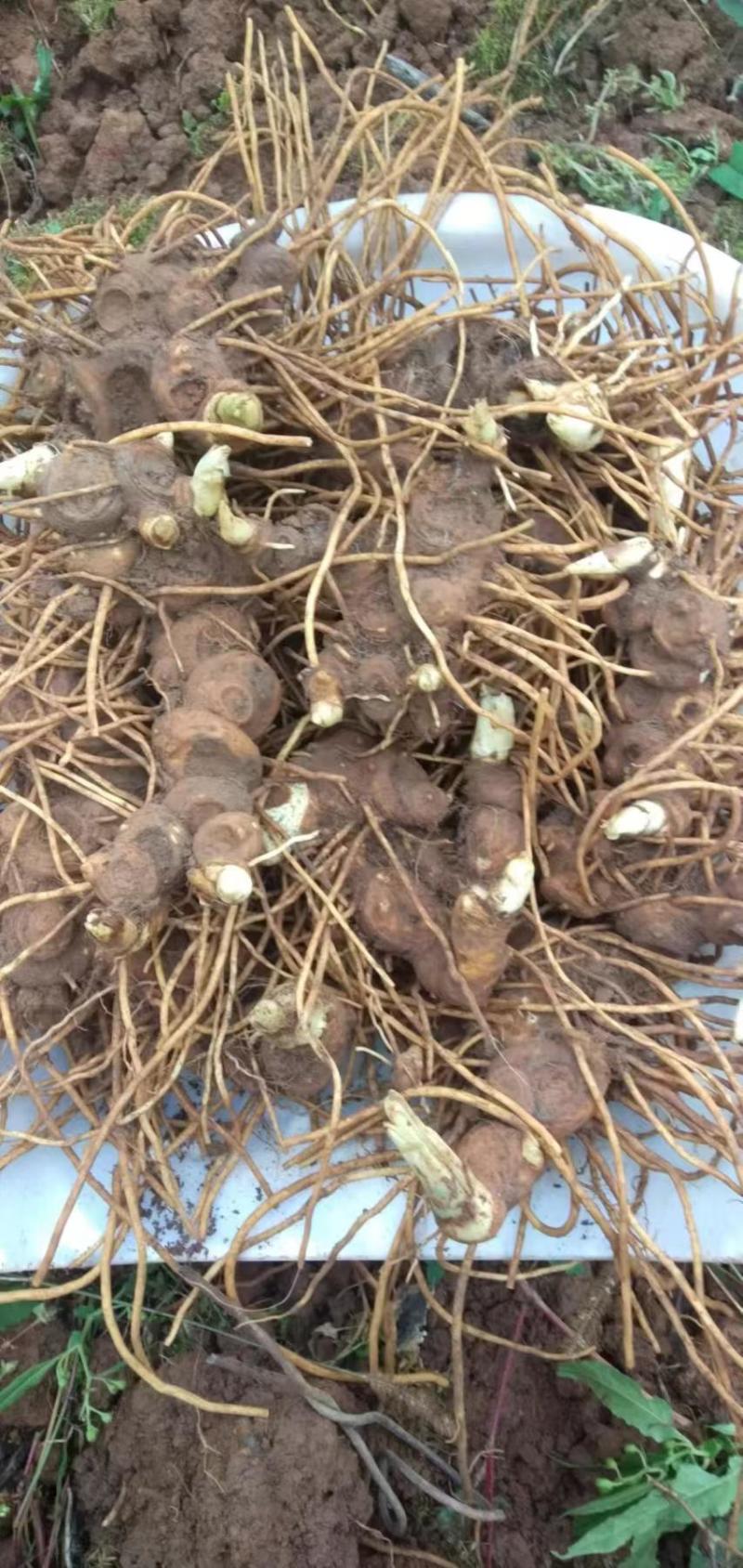 八角莲鲜货各种规格都有，客户可上门实地考察，提贡种植技术