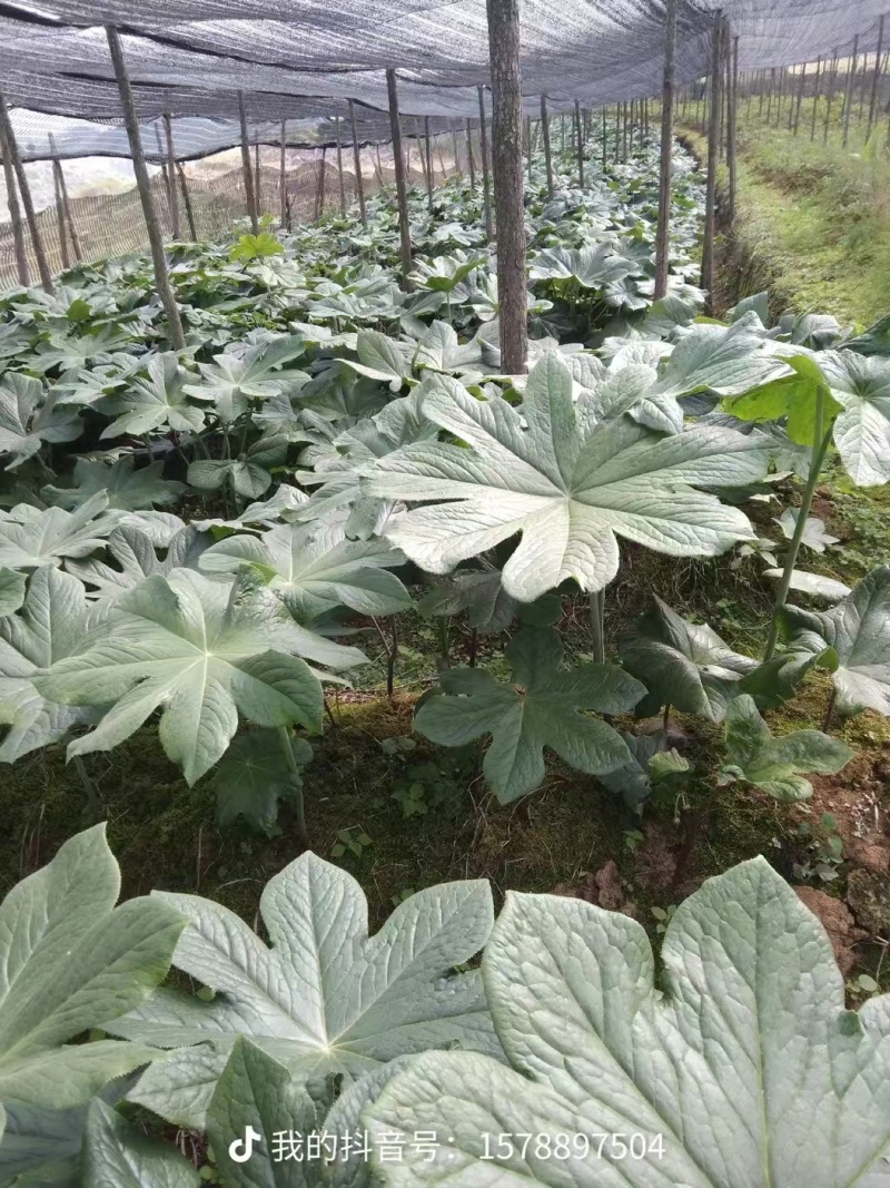 八角莲鲜货各种规格都有，客户可上门实地考察，提贡种植技术