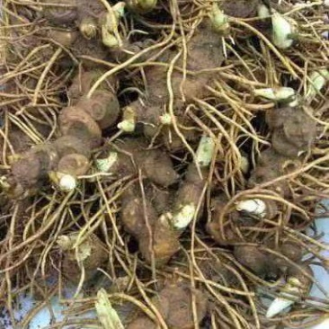 八角莲鲜货各种规格都有，客户可上门实地考察，提贡种植技术