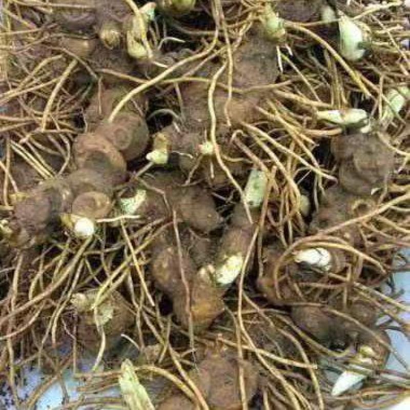 八角莲鲜货各种规格都有，客户可上门实地考察，提贡种植技术