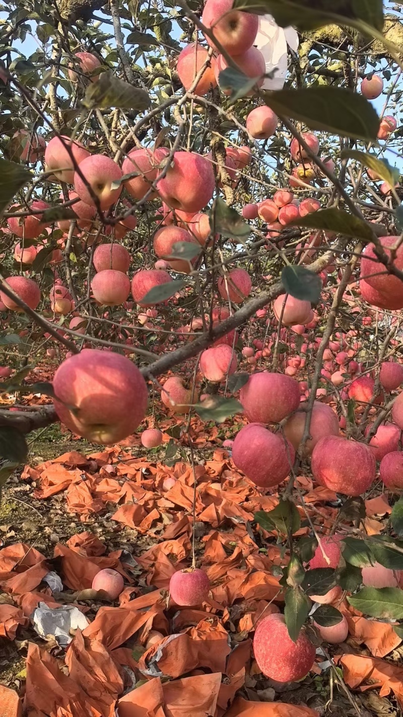 山东万亩红富士苹果大量上市了，脆甜可口，保质保量