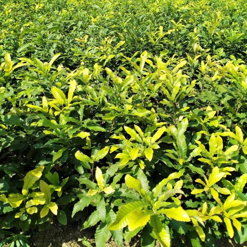 麻栎苗，供一年生麻栎裸根苗，杯苗，苗场直销，欢迎联系