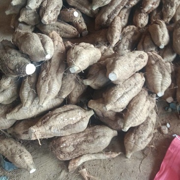 葛根加工葛根粉葛根厂货葛根次品葛根原产地葛根粉葛