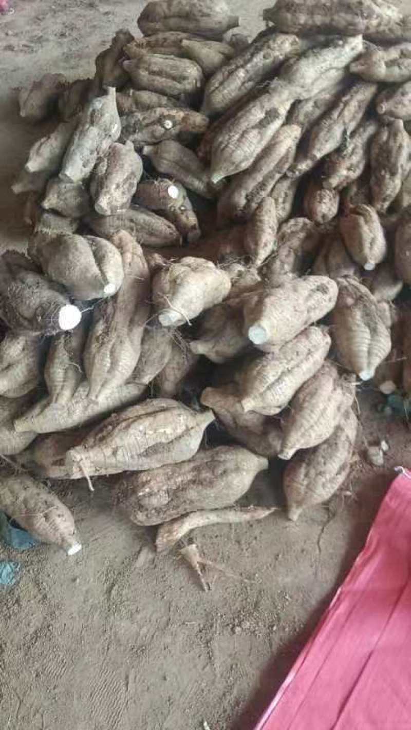 葛根加工葛根粉葛根厂货葛根次品葛根原产地葛根粉葛