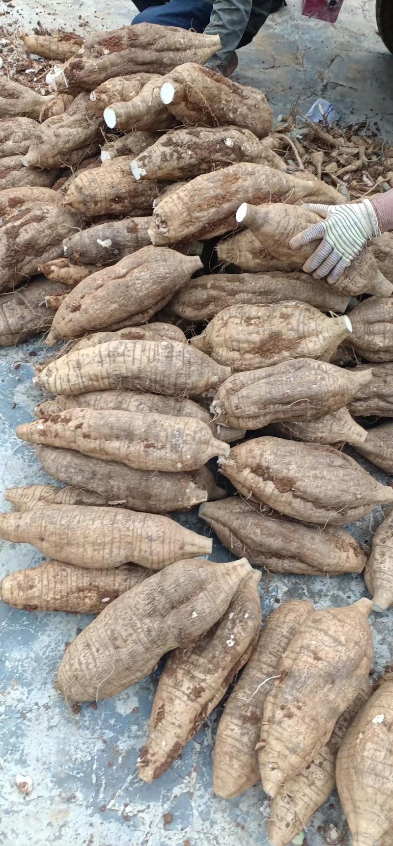葛根加工葛根粉葛根厂货葛根次品葛根原产地葛根粉葛